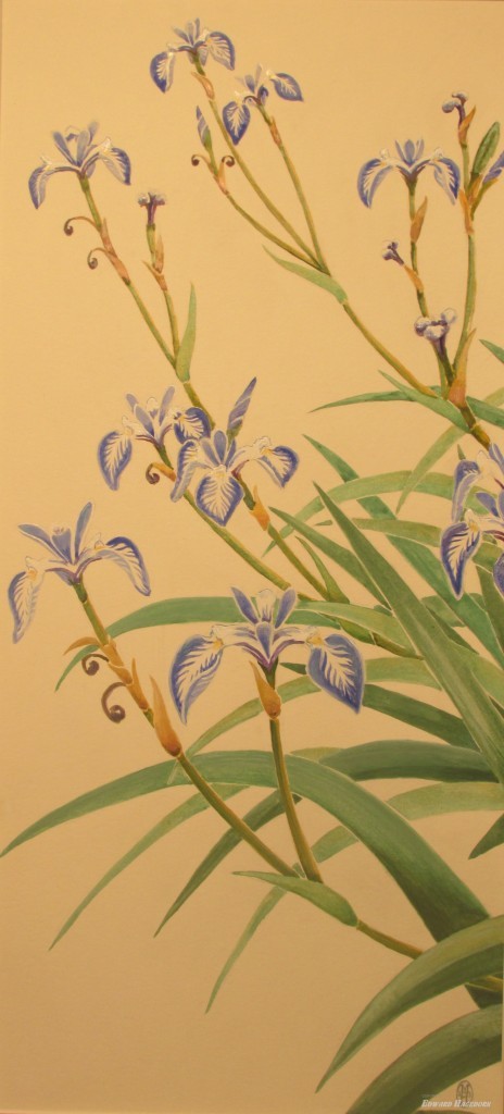 Blue Water Iris 2