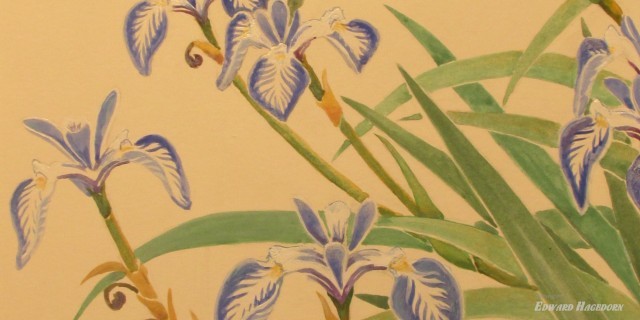Blue Water Iris 2