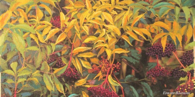 Elder in Fruit