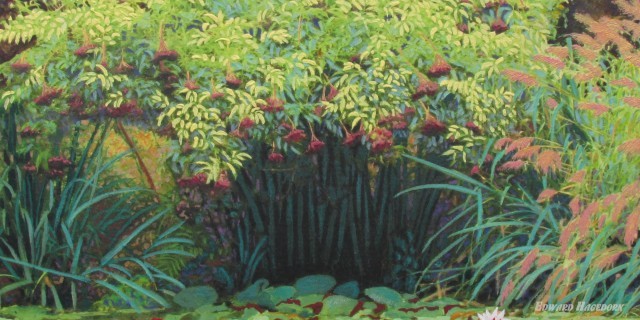 Elder in Fruit 2